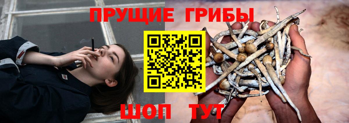 Псилоцибиновые грибы Psilocybe Елабуга